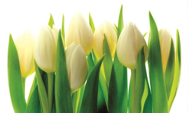 Fototapeta Bílé tulipány vlies 152,5 x 104 cm