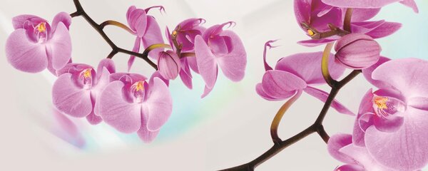 Fototapeta panoramatická vliesová Orchidej
