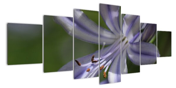 Obraz květiny (210x100cm)