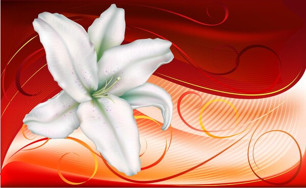 Fototapeta Bílá lilie vlies 104 x 70,5 cm