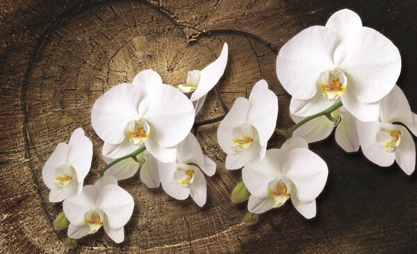 Fototapeta White orchid vlies 152,5 x 104 cm