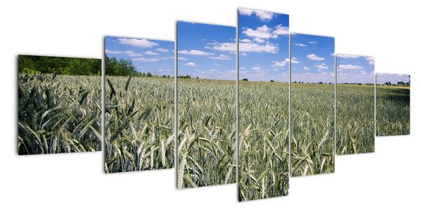 Pole pšenice - obraz (210x100cm)