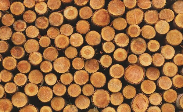 Fototapeta Dřevo vlies 104 x 70,5 cm