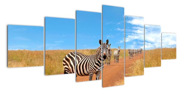 Zebra na cestě - obraz (210x100cm)