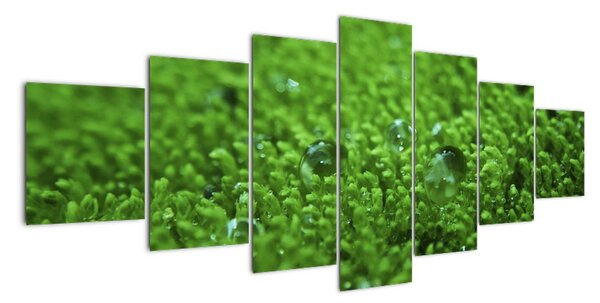 Detail trávy - obraz (210x100cm)