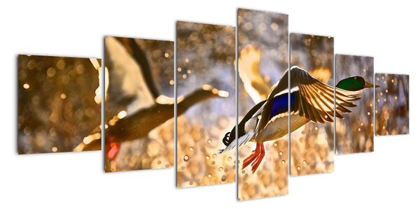 Letící kachny - obraz (210x100cm)