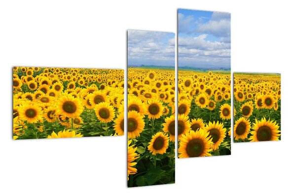 Obraz - slunečnice (110x70cm)