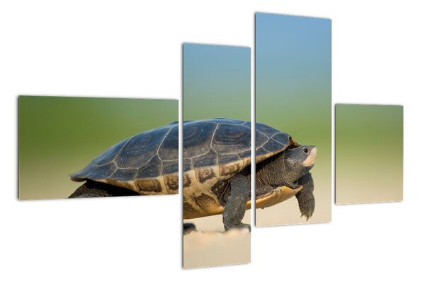 Obraz želvy - moderní obrazy (110x70cm)