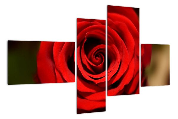 Detail růže - obraz (110x70cm)