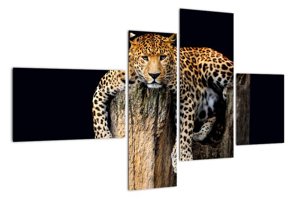 Leopard, obraz (110x70cm)