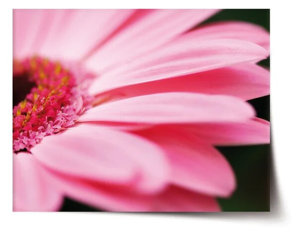 Sablio Plakát Růžová gerbera - 60x40 cm