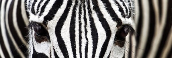 DIMEX | Fototapeta do kuchyně Zebra KI-180-016 | 180 x 60 cm | černobílá