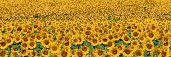 DIMEX | Fototapeta do kuchyně Lány slunečnic KI-180-030 | 180 x 60 cm | zelená, žlutá, hnědá