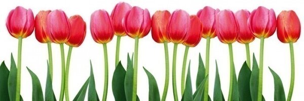 DIMEX | Fototapeta do kuchyně Tulipány KI-180-058 | 180 x 60 cm | zelená, červená