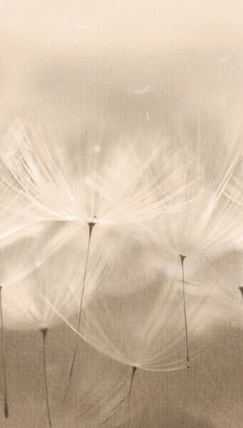 Vliesová fototapeta na zeď, pampelišky, 203801, One roll, one motif 2, Grandeco