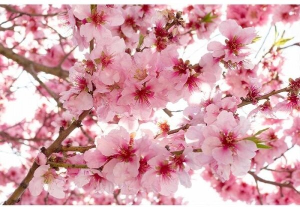 DIMEX | Vliesové fototapety na zeď Květy jabloní MS-5-0108 | 375 x 250 cm| růžová, bílá, béžová