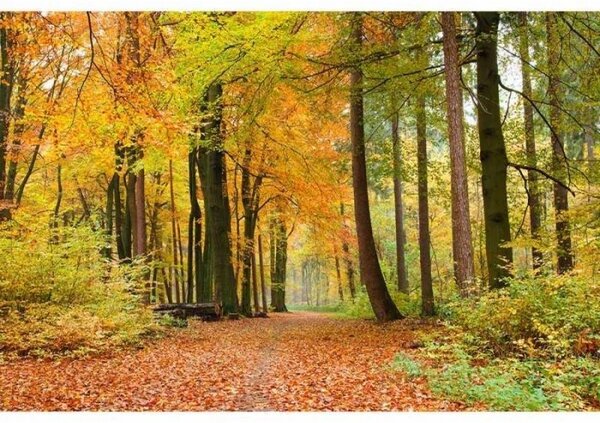 DIMEX | Vliesové fototapety na zeď Podzimní les MS-5-0099 | 375 x 250 cm| zelená, oranžová, hnědá