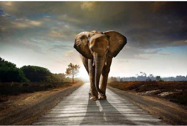 Fototapeta - Kráčející slon 375x250 + zdarma lepidlo