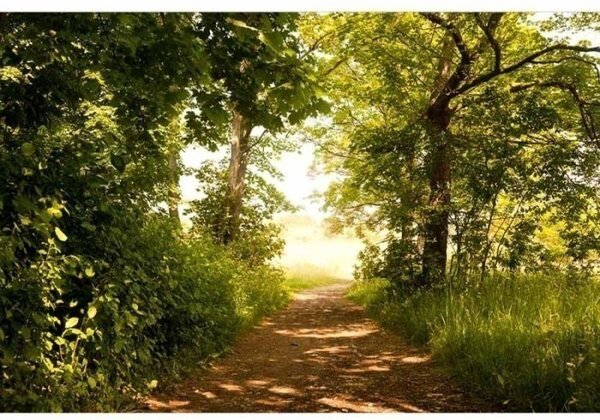 DIMEX | Vliesové fototapety na zeď Lesní cesta MS-5-0093 | 375 x 250 cm| zelená, hnědá