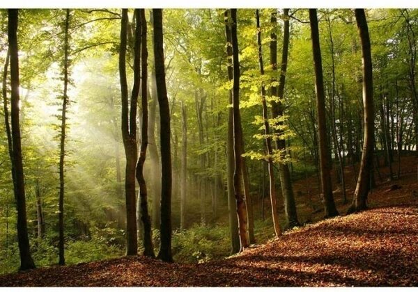 DIMEX | Vliesové fototapety na zeď Les MS-5-0098 | 375 x 250 cm| zelená, hnědá