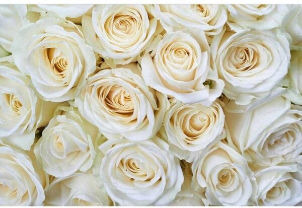 Fototapeta - Bílé růže 375x250 + zdarma lepidlo
