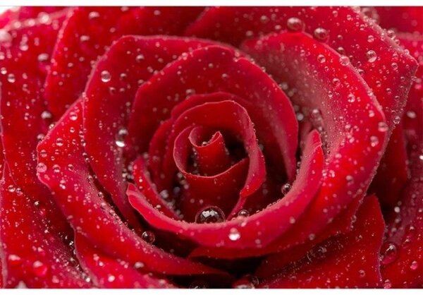 Fototapeta - Červená růže 375x250 + zdarma lepidlo