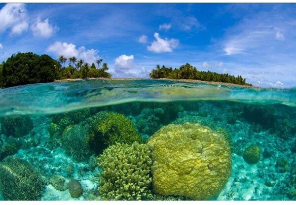 DIMEX | Vliesové fototapety na zeď Korálový útes MS-5-0200 | 375 x 250 cm| modrá, tyrkysová, zelená