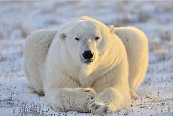 Fototapeta - Lední medvěd 375x250 + zdarma lepidlo