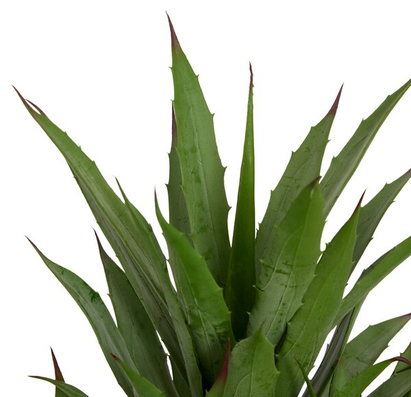 Umělá agáve MODA v pleteném květináči, v. 61 cm