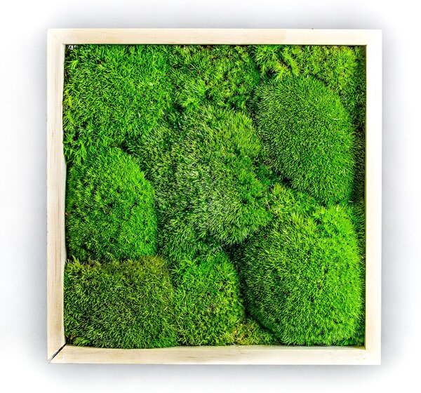Mechový obraz 22x22 cm z kopečkového mechu, přírodní +