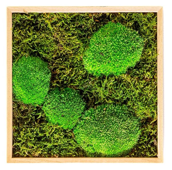 Mechový obraz 22x22 cm kombinovaný mech kopečkový s plochým, přírodní