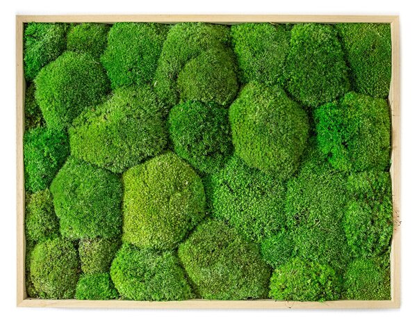 Mechový obraz 30x40 cm z kopečkového mechu, přírodní +