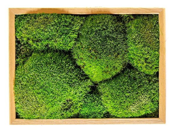 Mechový obraz 13x18 cm z kopečkového mechu, přírodní