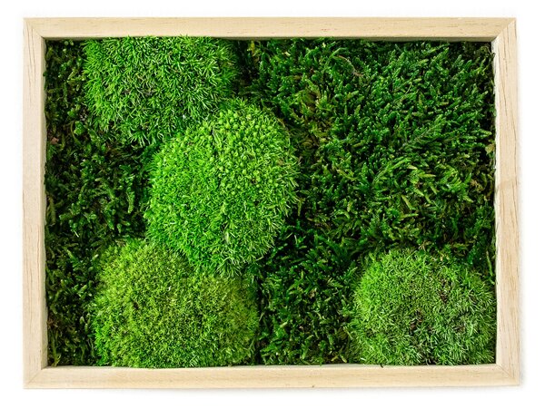 Mechový obraz 13x18 cm kombinovaný mech kopečkový s plochým, přírodní