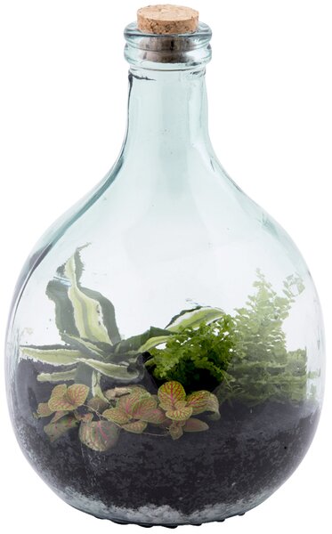 Skleněné terárium demižon s nářadím na pěstování, 5l