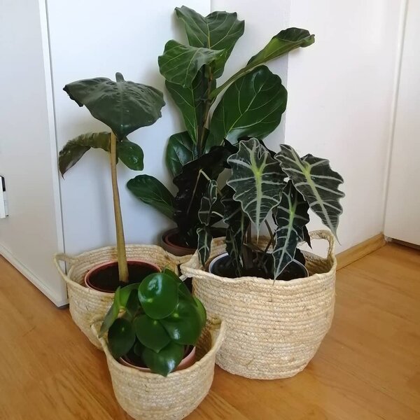 Ratanový košík - 20 cm