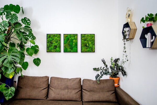 Set 3 mechových obrazů 13x18 z kopečkového mechu, bílá +