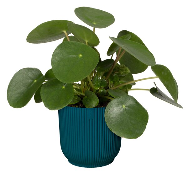 Obal Vibes Fold 18 cm, modrá