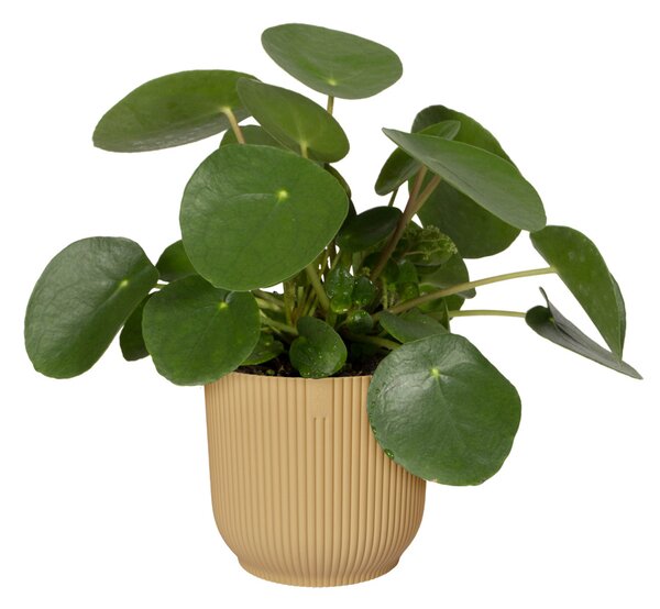 Obal Vibes Fold 16 cm, žlutá