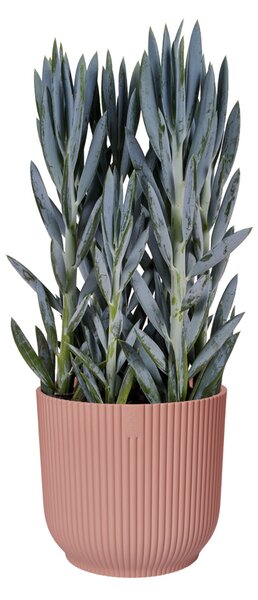 Obal Vibes Fold Mini 11 cm, růžová