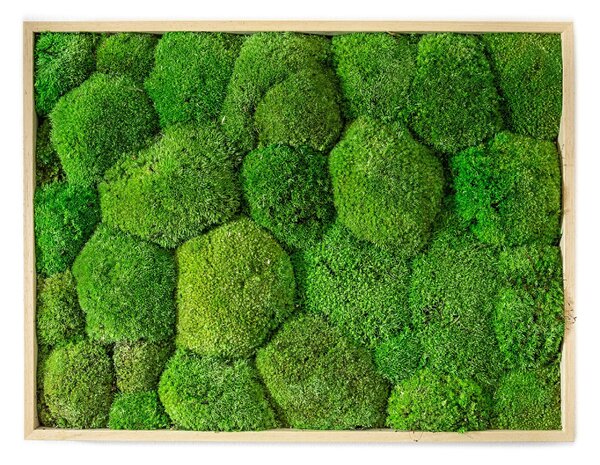 Mechový obraz 40x50 cm z kopečkového mechu, přírodní +