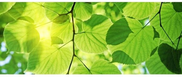 Panoramatická fototapeta - Zelené listy + zdarma lepidlo