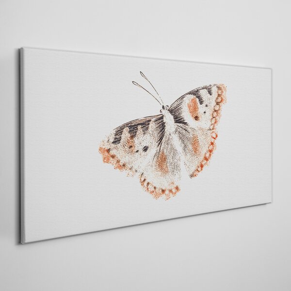 Obraz na plátně Obraz na plátně Chyba hmyz motýla