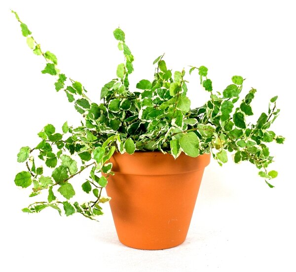 Ficus pumila variegata, průměr 8,5 cm Fíkus droboučký