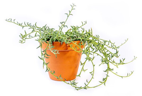 Senecio Peregrinus, průměr 12 cm Starček, Starček převislý