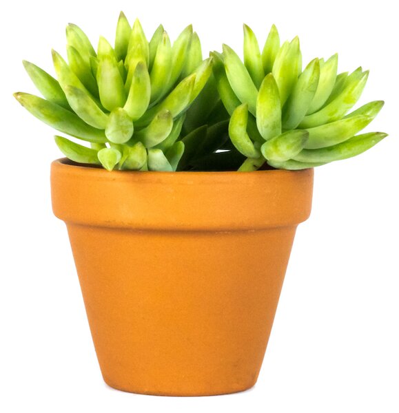 Sedum Morganianum Magnum, průměr 8,5 cm Rozchodník, opičí ocásek