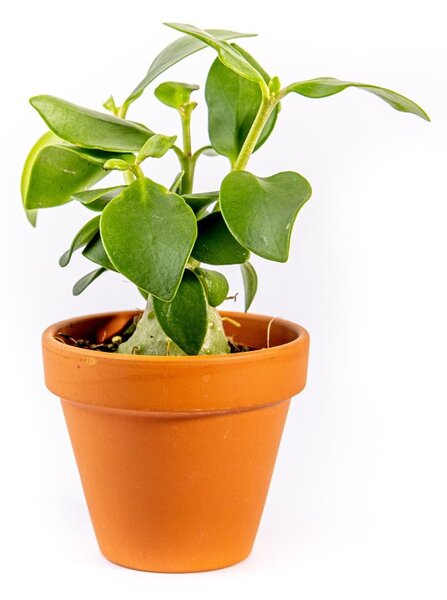 Hydnophytum papuanum, průměr 7 cm