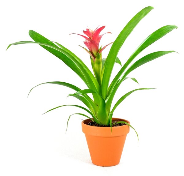 Gardners.cz Guzmania mix, průměr 9 cm Guzmánie