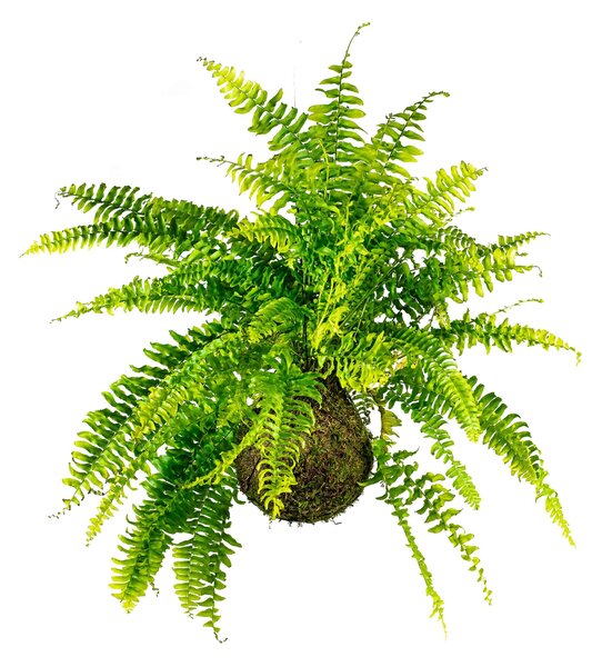Kokedama Nephrolepis exaltata (L) Ledviník ztepilý