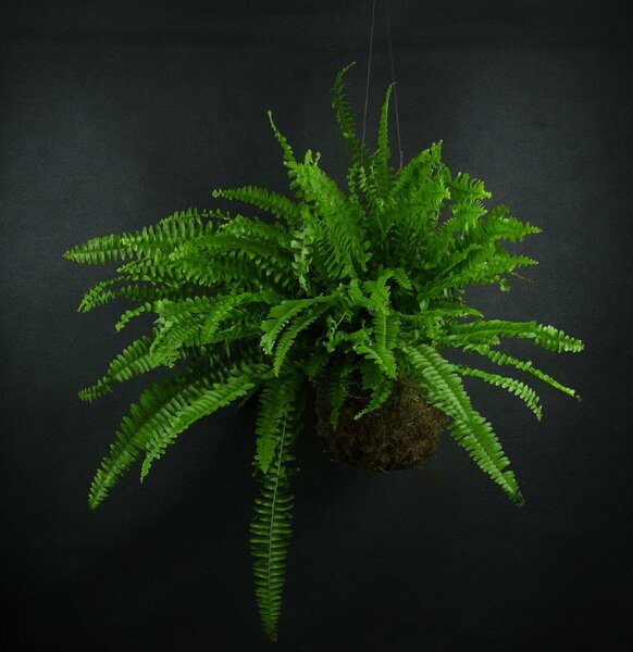 Kokedama Nephrolepis exaltata (L) Ledviník ztepilý